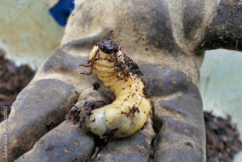 Close up of a large white grub found in a compost heap. The larva of a chafer beetle (Phyllophaga), sometimes known as the May beetle, June bug or June Beetle
