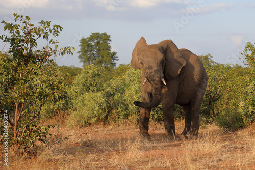 Fotografía Afrikanischer Elefant / African elephant / Loxodonta africana