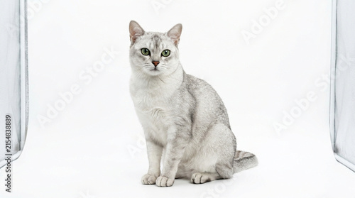 Elegant Silver Burmese Cat Sitting Portrait, Studio White Background