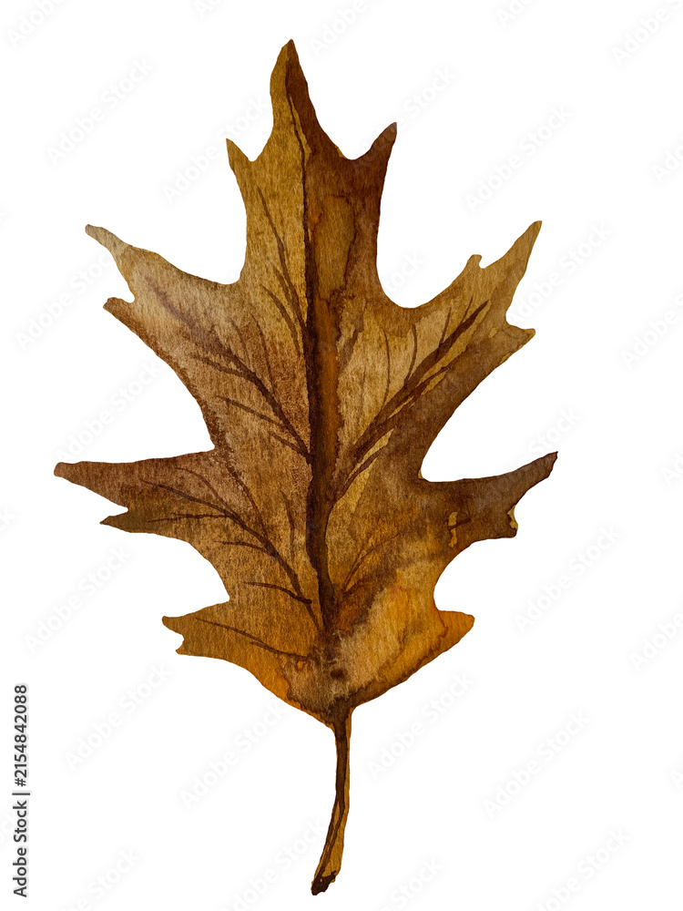 Fototapeta premium Hand-painted watercolor red oak leaf isolated on transparent background