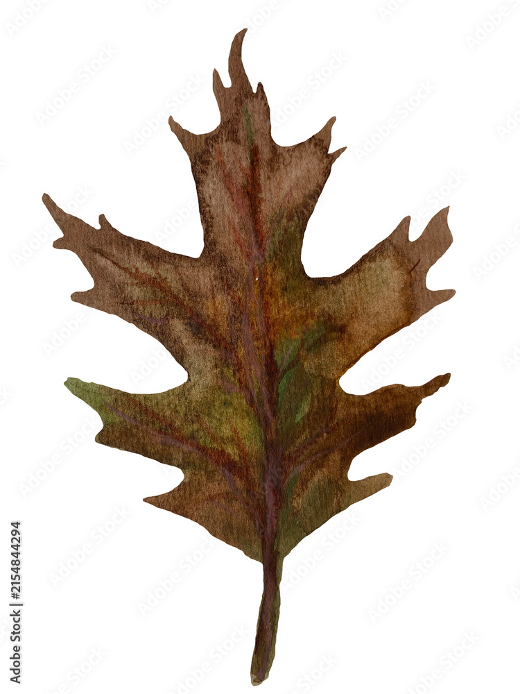 Naklejka premium Hand-painted watercolor pin oak leaf isolated on transparent background
