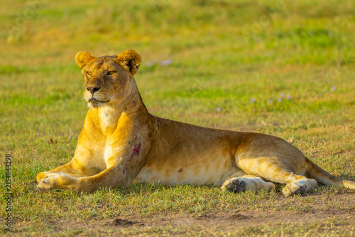 Photography Lioness portrait in the Western Serengeti