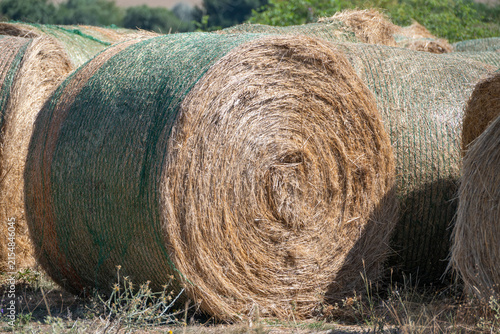 Fotografie A close-up view of a large round hay bale secured with green netting, resting in a dry agricultural field during the summer harvest season