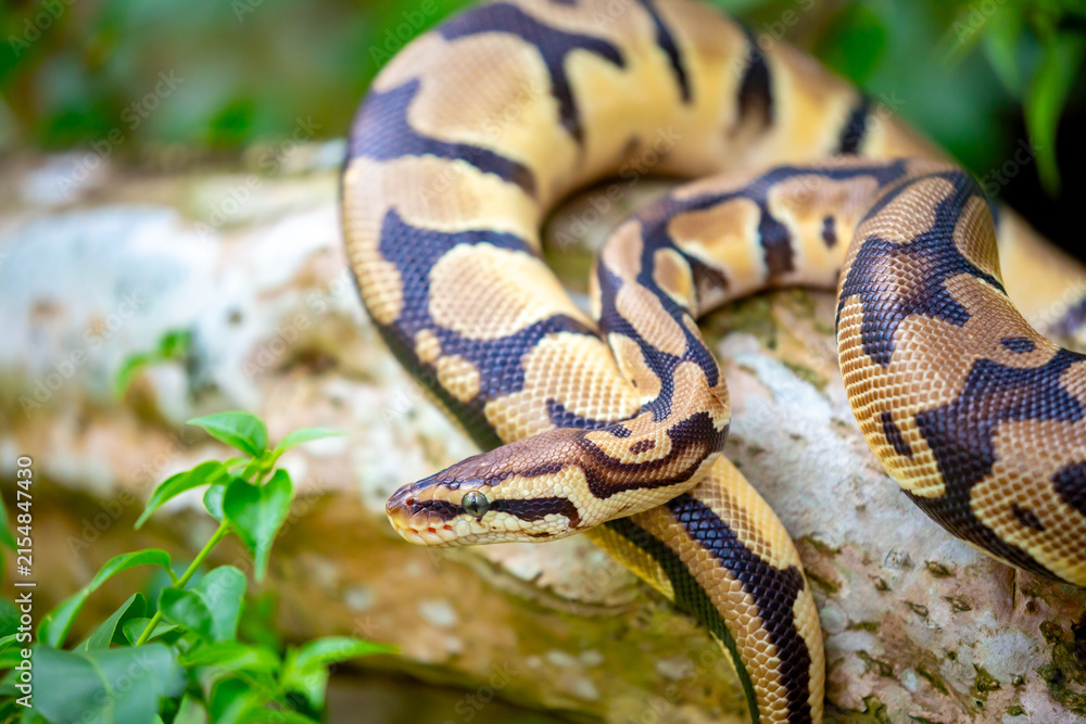 Obraz premium A python lies on the ground and on rocks in the wild.Close-up of a boa constrictor on a tree. Snake skin. Reptile.