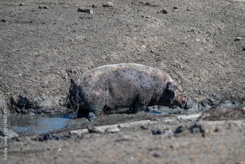 Canvastavla A large domestic pig covered in dark mud wallows in a shallow, muddy puddle within a dry, barren rural landscape