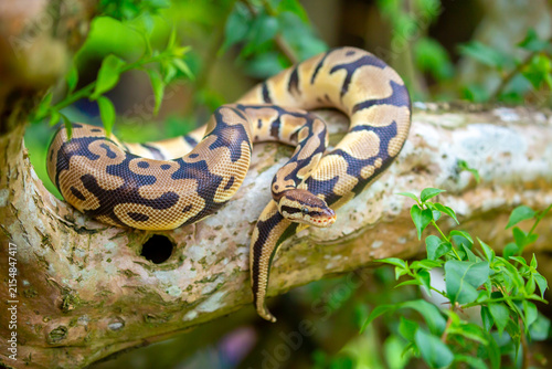 Fotografía A python lies on the ground and on rocks in the wild