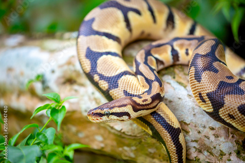 Fotografía A python lies on the ground and on rocks in the wild