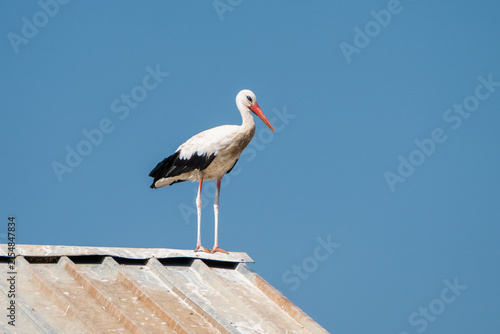 Obraz na płótnie a solitary white stork perched on a rusted, corrugated metal roof against a clear, cloudless blue sky