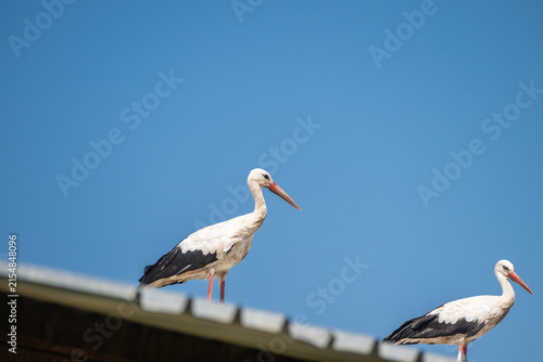 Fotografie Two white storks stand perched on a corrugated metal roof against a clear, solid blue sky