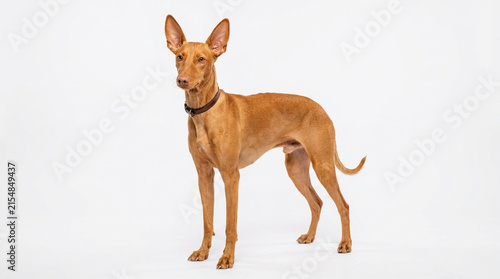 Obraz na płótnie Elegant Pharaoh Hound Standing on White Background
