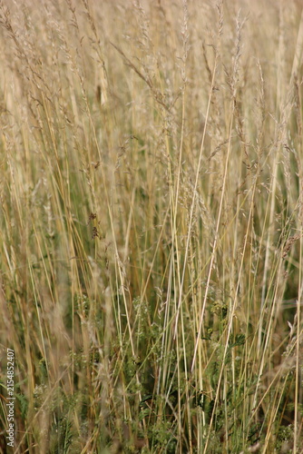Obraz na plátne Tall dried grass in a field, swaying gently in the breeze, with a warm, autumnal