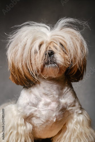 Lovable, cute Shih Tzu dog posing in a studio with a portrait shot. Portrait of a shaggy dog with long bangs covering his eyes with light and dark sides.  Selective focus on a foreground hair. 