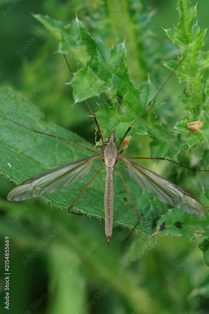 Obraz premium Close-up of a long-legged Marsh crane-fly, Tipula oleracea insect with delicate wings resting on vibrant green foliage