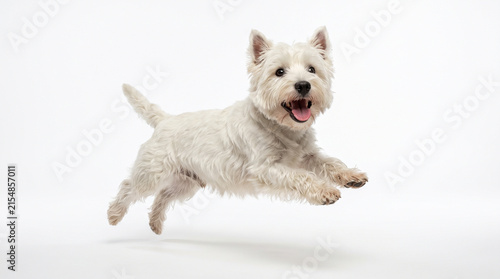 Happy West Highland White Terrier Dog Jumping in Studio