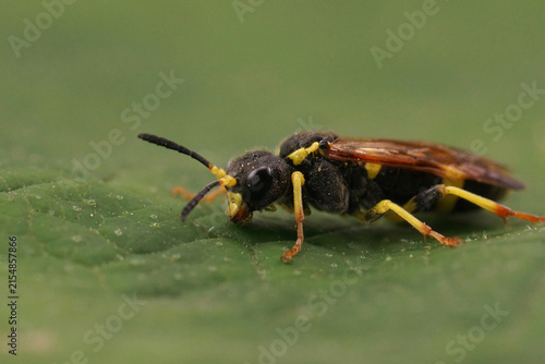 Cuadro en lienzo Closeup on a colorful difficult to identify European sawfly, Tenthredo marginell