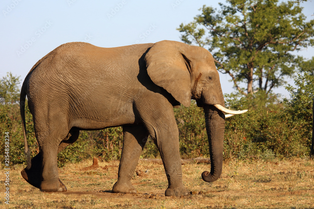 Fototapeta premium Afrikanischer Elefant / African elephant / Loxodonta africana