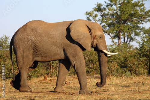 Photography Afrikanischer Elefant / African elephant / Loxodonta africana