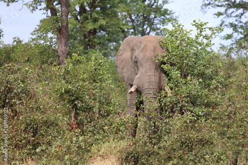 Canvas Print Afrikanischer Elefant / African elephant / Loxodonta africana
