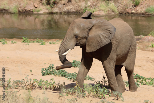 Canvas Print Afrikanischer Elefant / African elephant / Loxodonta africana
