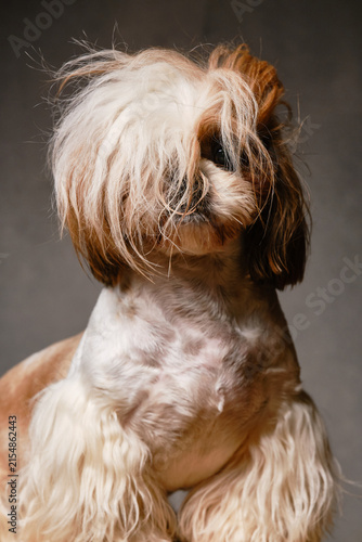 Portrait of a shaggy dog with long bangs covering his eyes with light and dark sides. Selective focus on a foreground hair. Cute Shih Tzu dog posing in a studio with a portrait shot. 