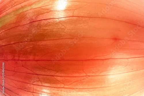 Abstract Orange Onion Skin Texture Close Up