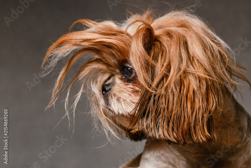 Lovable Shih Tzu dog posing in a studio with a portrait shot. Portrait of a shaggy dog with long bangs covering his eyes. Selective focus on a hair foreground. Copy space
