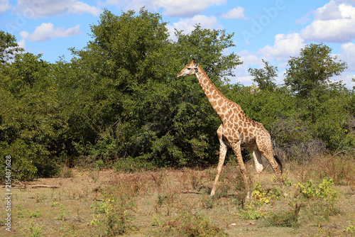 Canvas Print Giraffe / Giraffe / Giraffa camelopardalis