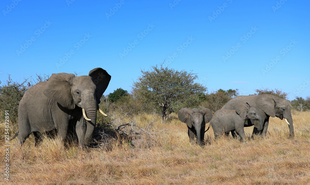 Obraz premium Afrikanischer Elefant / African elephant / Loxodonta africana