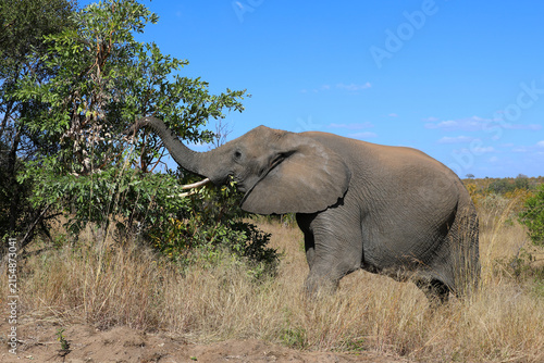Photography Afrikanischer Elefant / African elephant / Loxodonta africana