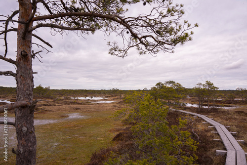 Wooden Boardwalk Through a Wetland Landscape