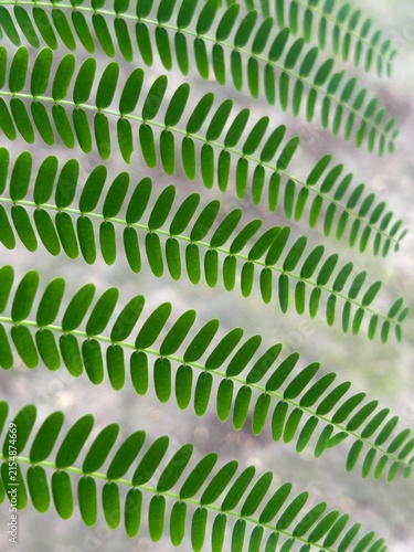 Photography Symmetrical Green Pinnate Leaves Pattern Close Up Background