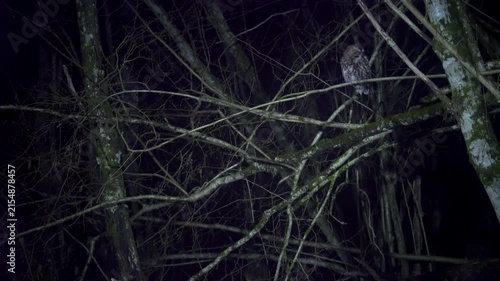 Tawny owl, strix aluco, at night. twigs and branches in a dark outdoor setting, possibly at night or in low light conditions, close-up focus