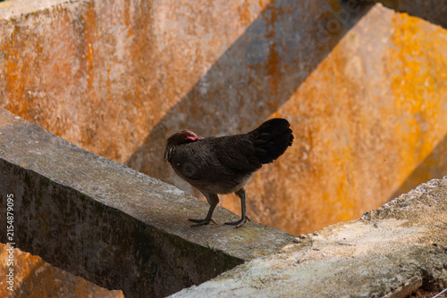 Domestic Free Range Hen Chicken Standing on Old Concrete Structure Outdoor