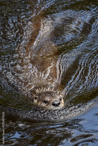 Northern river otter - Lontra canadensis