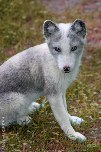 Arctic fox (summer coat) - Vulpes lagopus