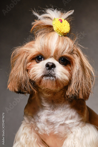 Lovable, cute Shih Tzu dog posing in a studio with a portrait shot. Hair tied into a bun with a hair elastic. Selective focus
