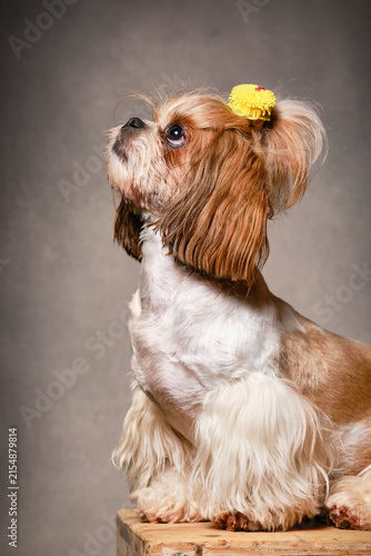 Lovable Shih Tzu dog posing in a studio with a portrait shot. Hair tied into a bun with a hair elastic. Selective focus