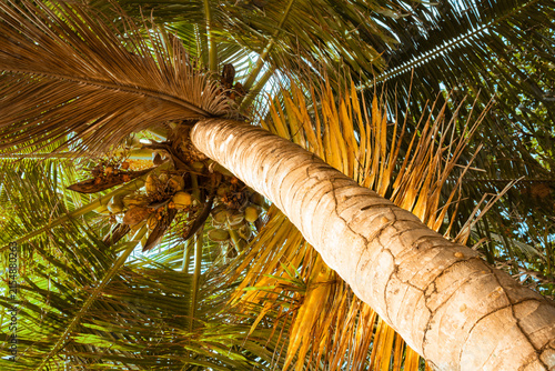 Coconut palm trunk, canopy and coconuts seen from below at Anse Patates, La Digue, Seychelles