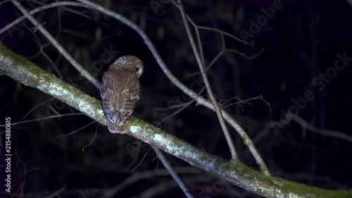 Tawny owl, strix aluco, at night. owl perched on a branch in a calm and serene nighttime setting with wooden branches and a dark sky backgro