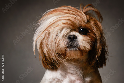 Shih Tzu dog with a trendy hairstyle and long bangs covering one eye. Portrait of a shaggy dog with long bangs covering his eye with light and dark sides. Selective focus. Copy space