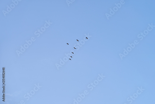 Small Flock Of Birds Flying Across Clear Blue Sky In Open Daylight.