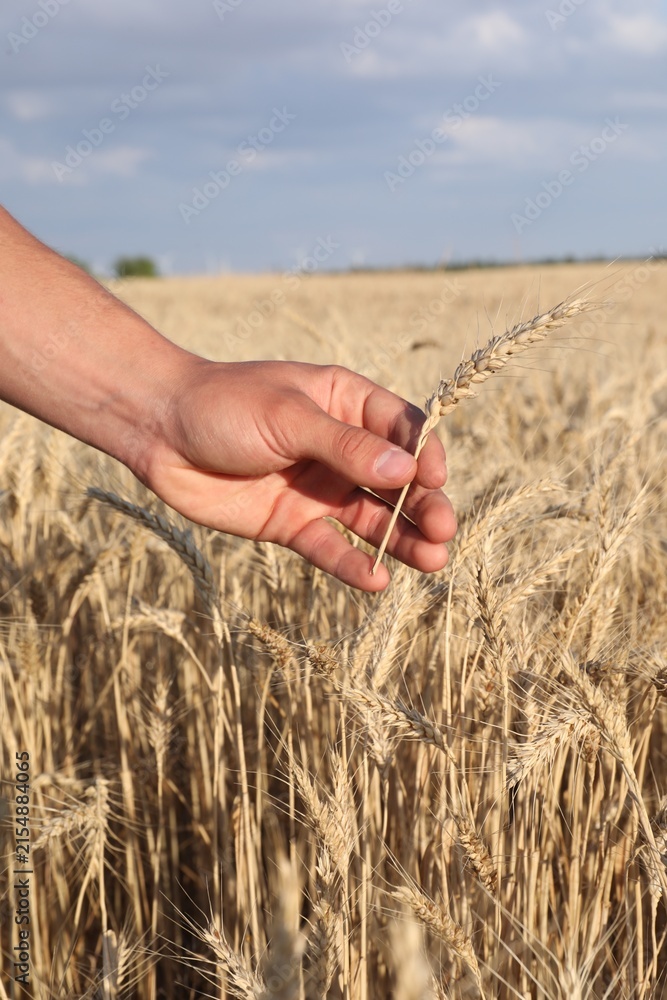 Fototapeta premium Man holding wheat spike in field, closeup
