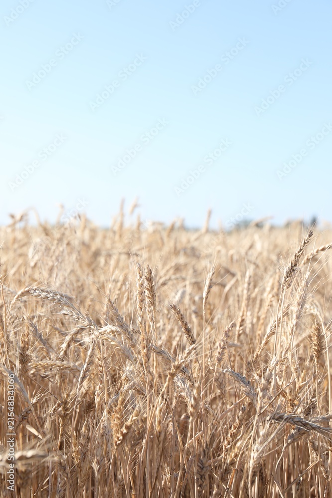Fototapeta premium Golden wheat spikes growing in field on sunny day, closeup