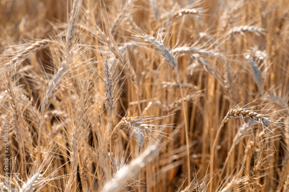 Fototapeta premium Golden wheat ears growing in field, closeup