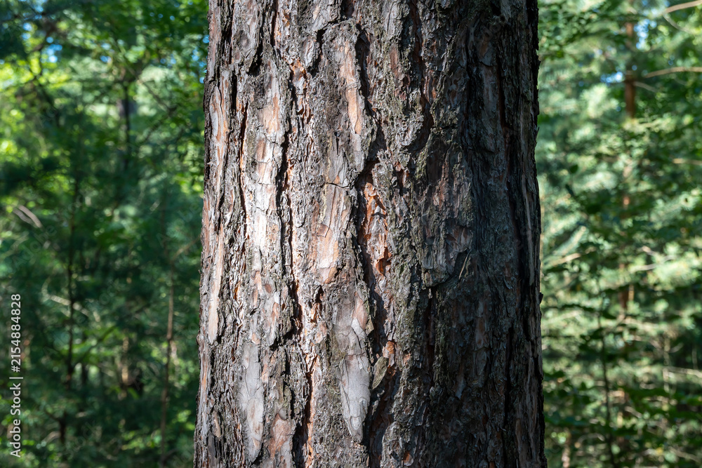 Obraz premium Close-up of a textured pine tree trunk in a lush green forest, showcasing rugged bark and natural wood patterns in a serene woodland environment during daylight.
