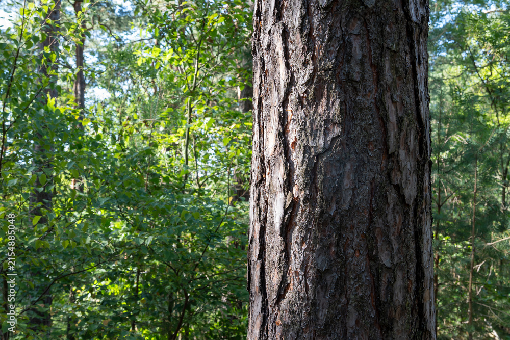 Obraz premium Close-up of a thick pine tree trunk with rough bark in a sunny green forest. Natural woodland landscape with lush foliage, trees and peaceful outdoor summer scenery.