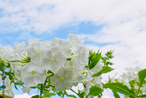 Phlox. A white flower against the cloudy sky. The beauty of nature.