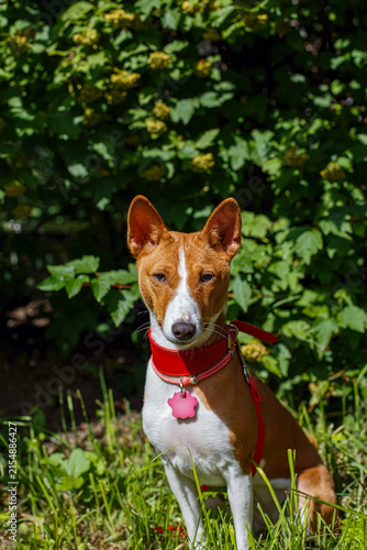 A portrait of a funny Basenji dog in a nature park.