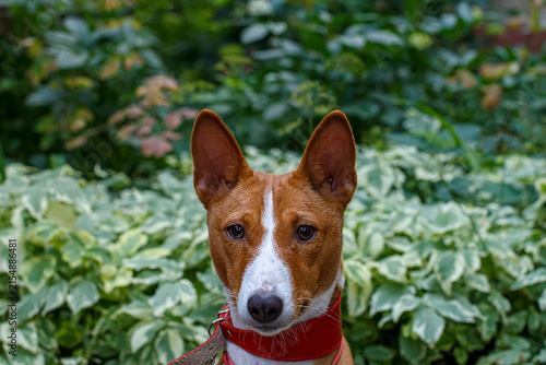 A portrait of a funny Basenji dog in a nature park.