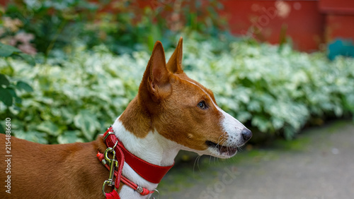 A portrait of a playful Basenji dog in a natural park.
